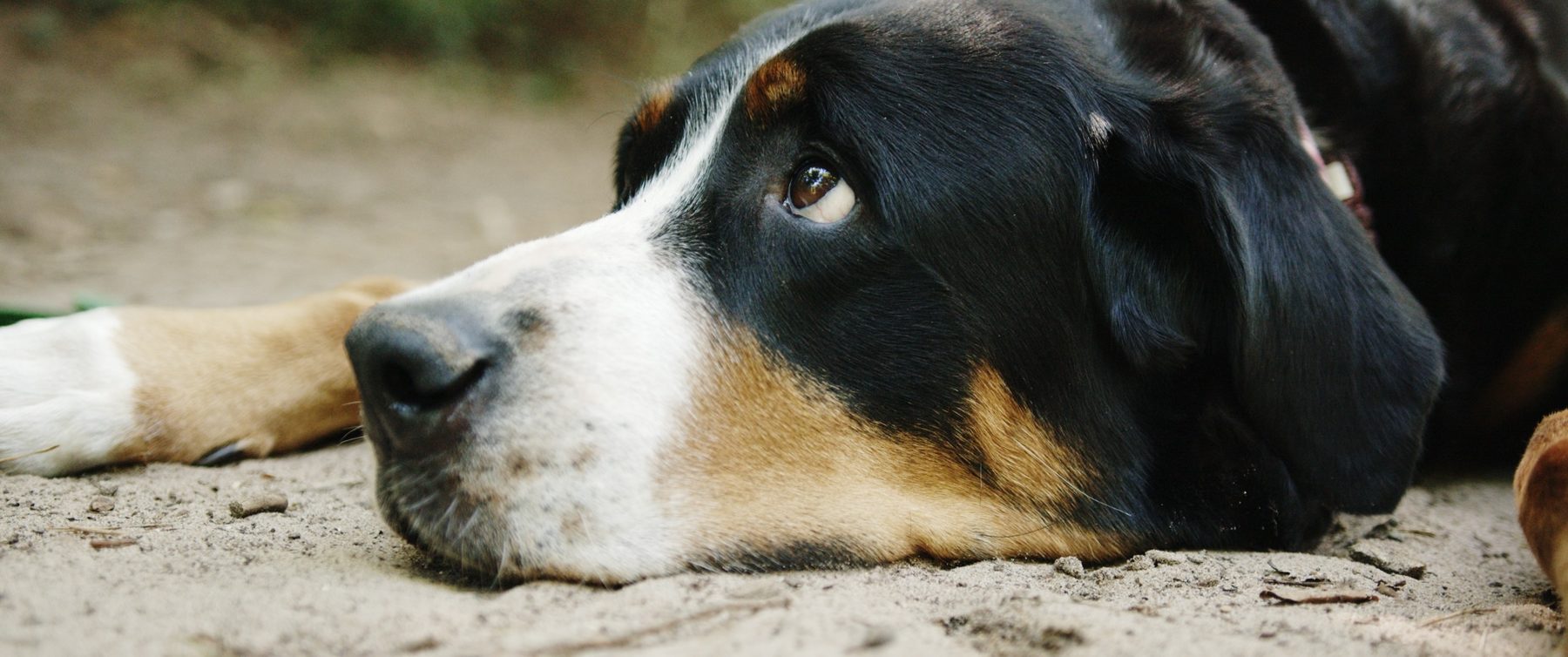 Nahaufnahme von Lulu, dem Berner Sennenhund